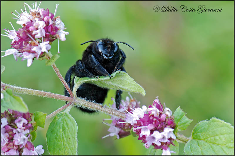 Xylocopa valga M  (Apidae)